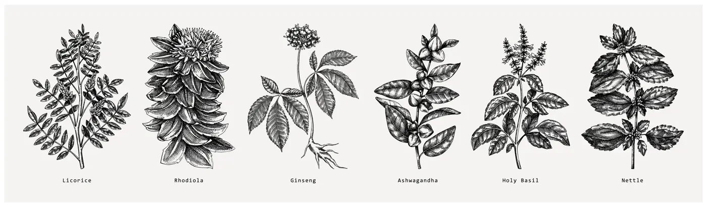 Adaptogen plants collection. Hand-sketched botanical illustrations set. Perfect for recipe, menu, label, packaging. Vector medicine plants, weeds, herbs, berry outlines in vintage style. Illustration